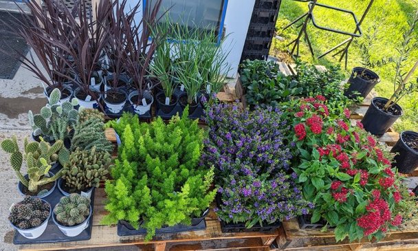 In-store plants