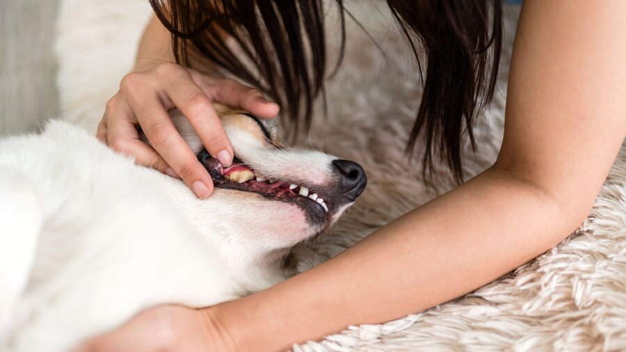A pet owner checks her dog's teeth while he lies on the floor.