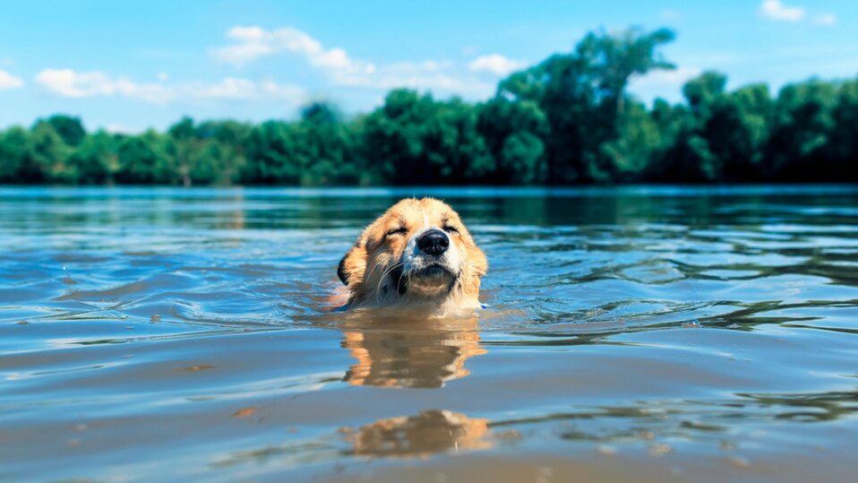 A dog is swimming in a pond during the summer.