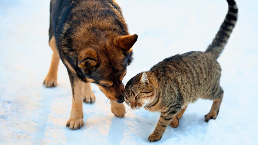 A dog and a cat playing in the snow.