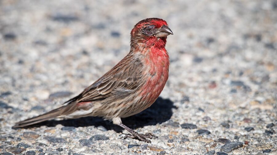 House finch with house finch eye disease.