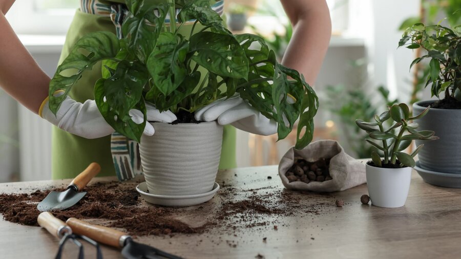 A woman wearing gloves as she repots her indoor plant into a new pot.