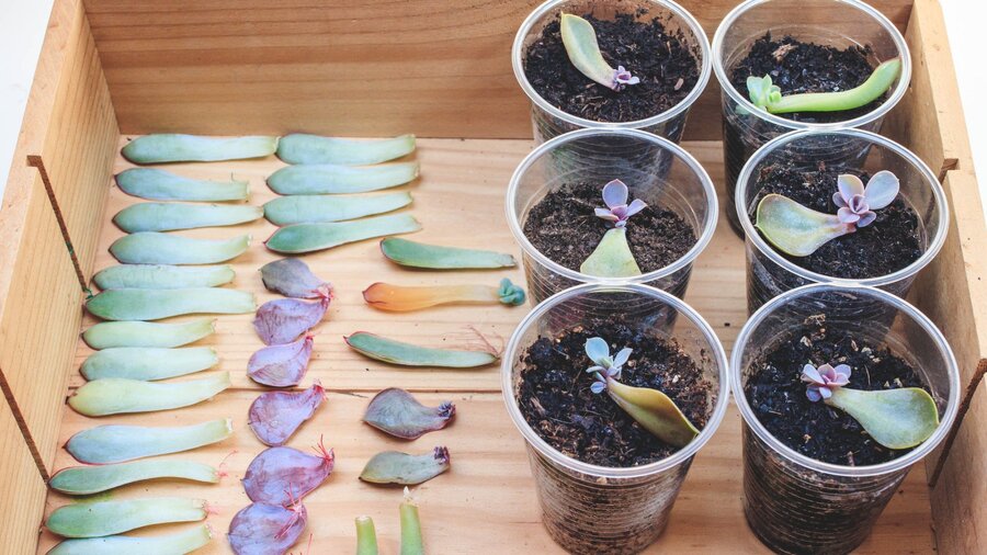 Propagation of succulents by leaves set up in a tray.