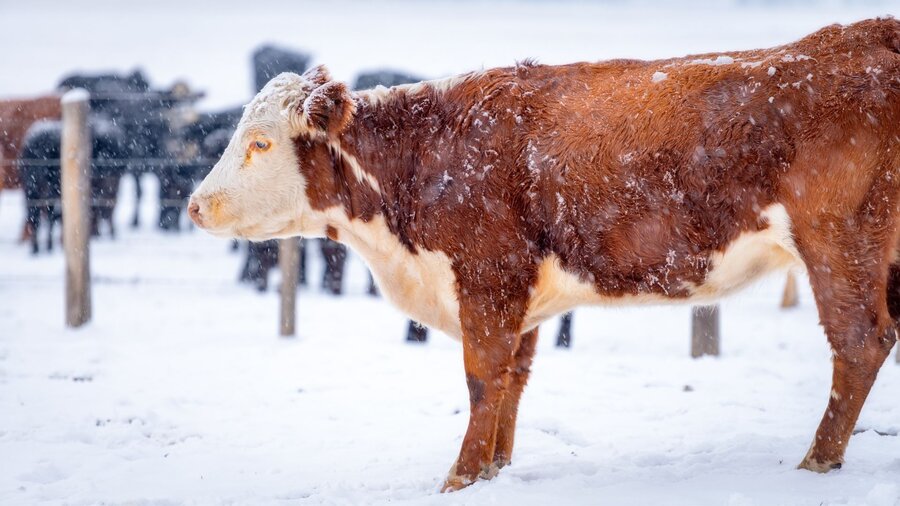 A brown and white cow standing in a pasture while it snows.