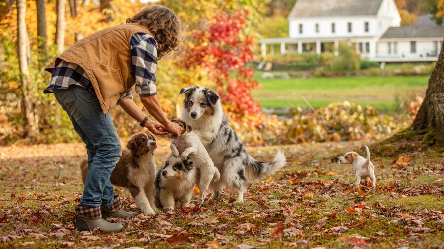 A happy white horse in its cleaned out stall.