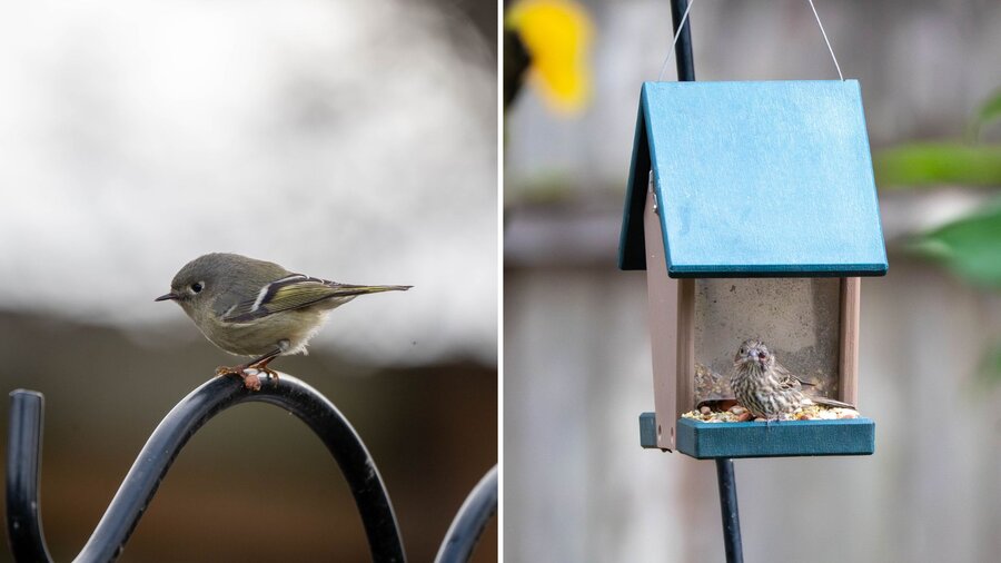 Two images side by side both avian pox.