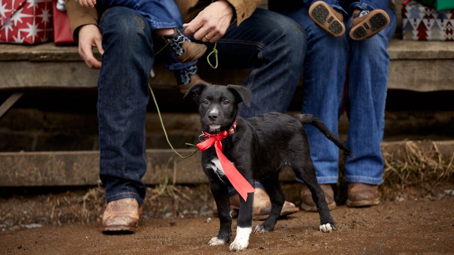 A large chicken coop in the woods.