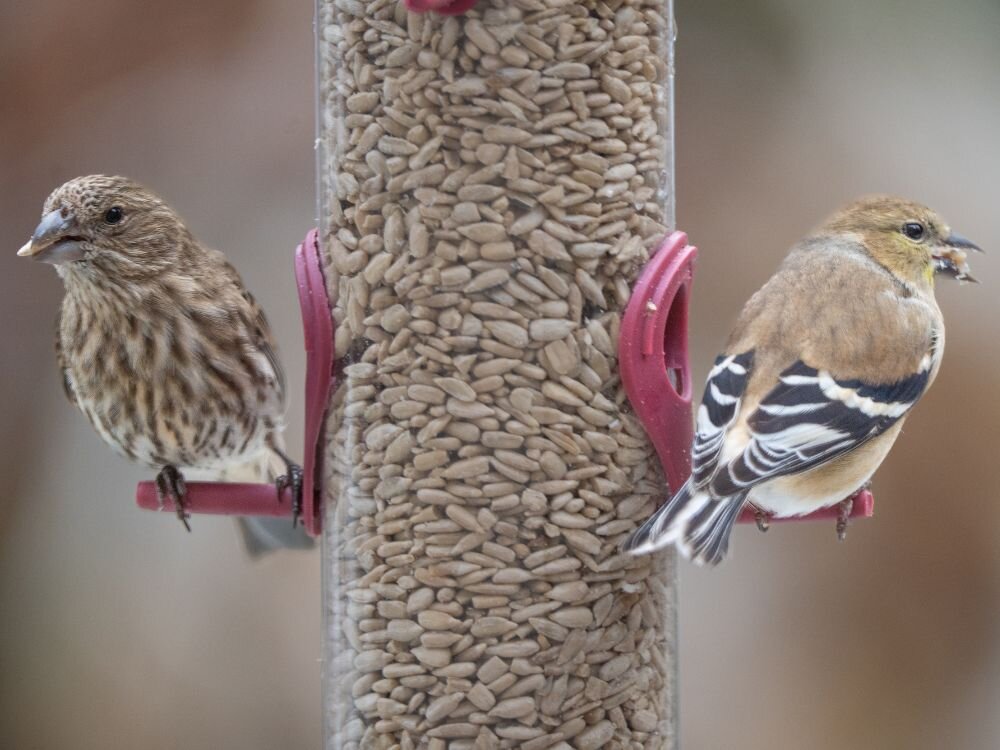 How to Prevent Bird Feeder Diseases & What to Watch For