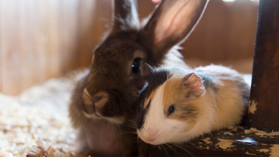 A guinea pig and rabbit sitting next to each other.
