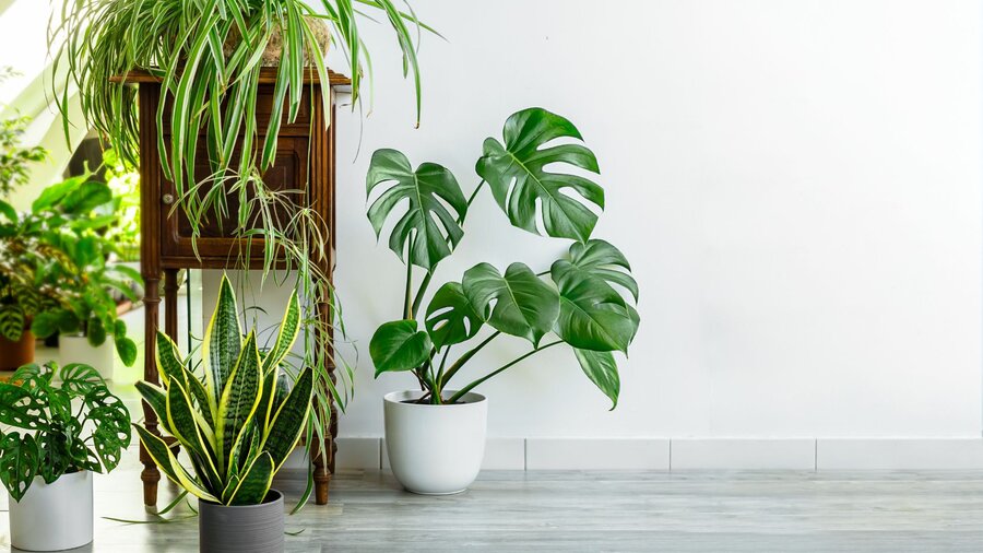 Inndoor plants in indirect sunlight cornorer after being repotted into new pots and soil.