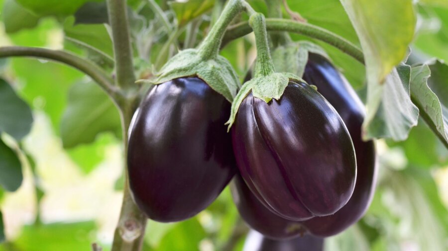 Small jewel eggplant growing in a spring garden.