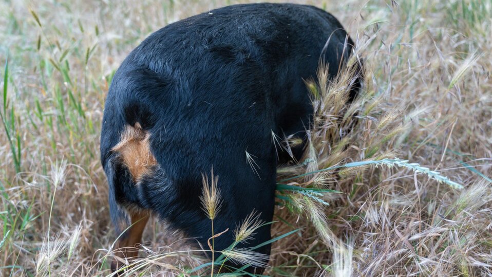 A dog exploring long grass with foxtails on its fur.