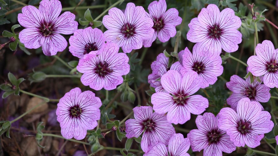 Purple pink hardy geranium flowers, a spring perennial.