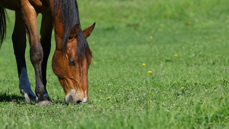 A horse grazing in a spring pasture with no flies bothering it.