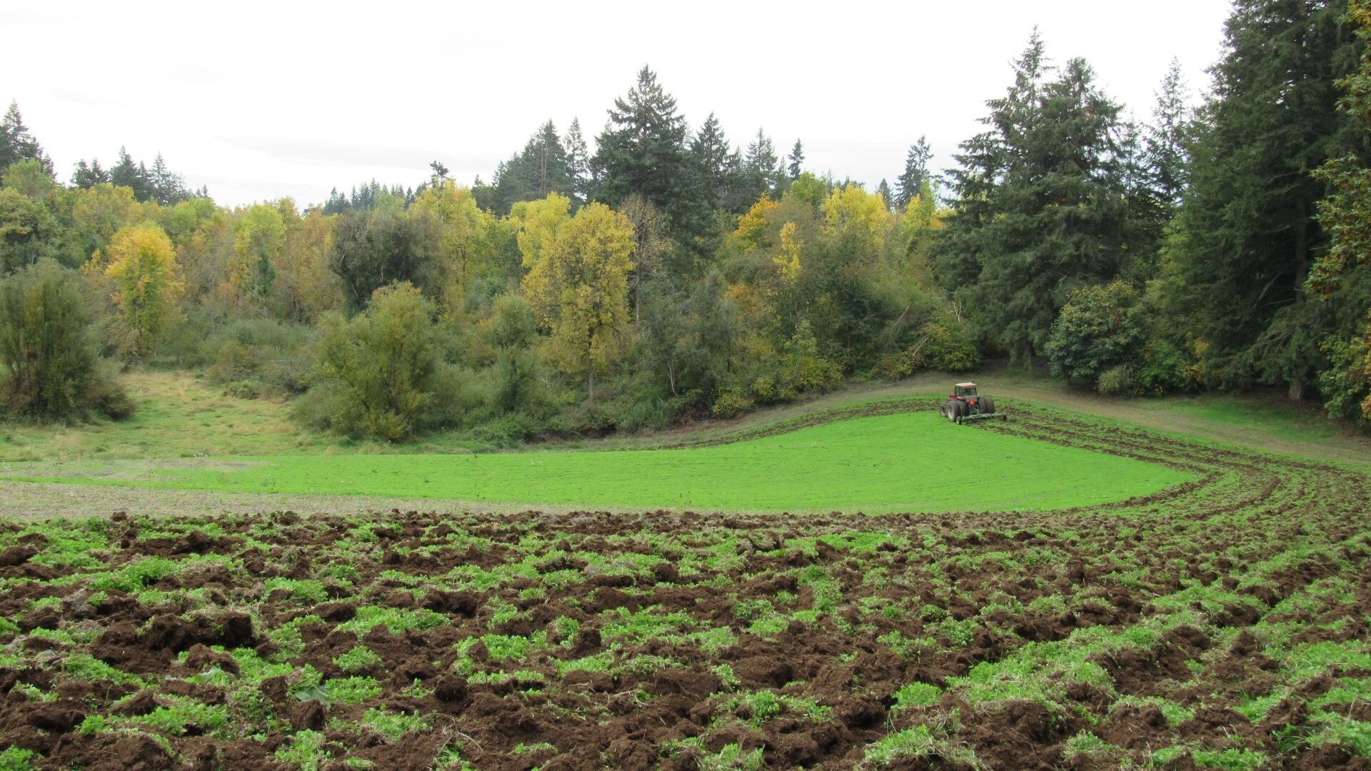A farmer tilling his pasture in fall to get ready for winter.