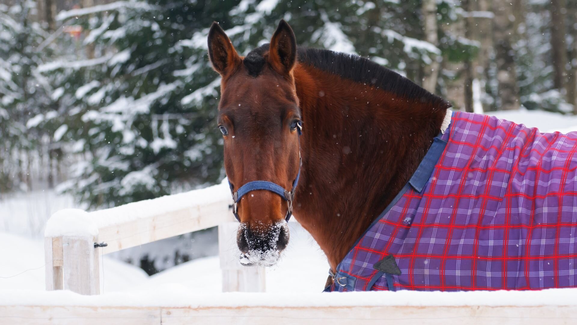 A horse in a horse blanket standing in an outdoor stall surrounded by snow.