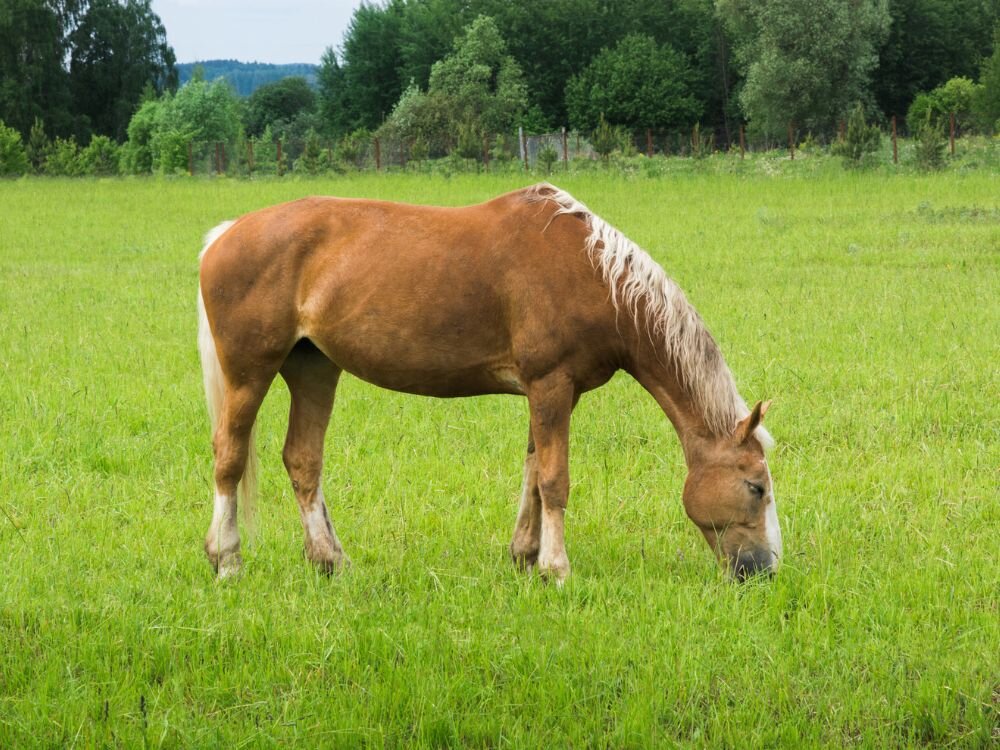 Spring Grazing for Horses: How to Safely Transition to Pasture Grass