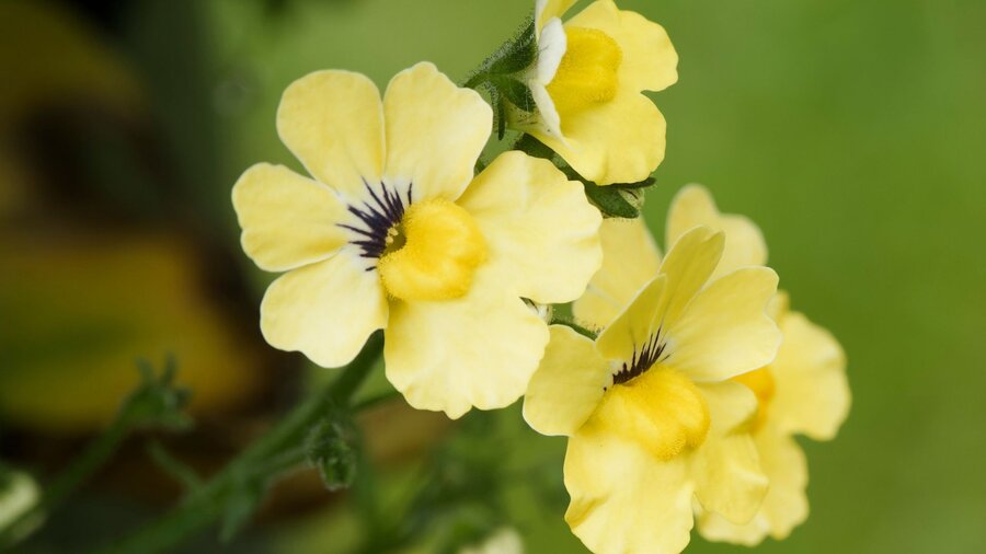 Yellow nemesia flowers, a spring annual.