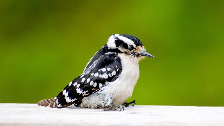 Downey woodpecker with salmonellosis.