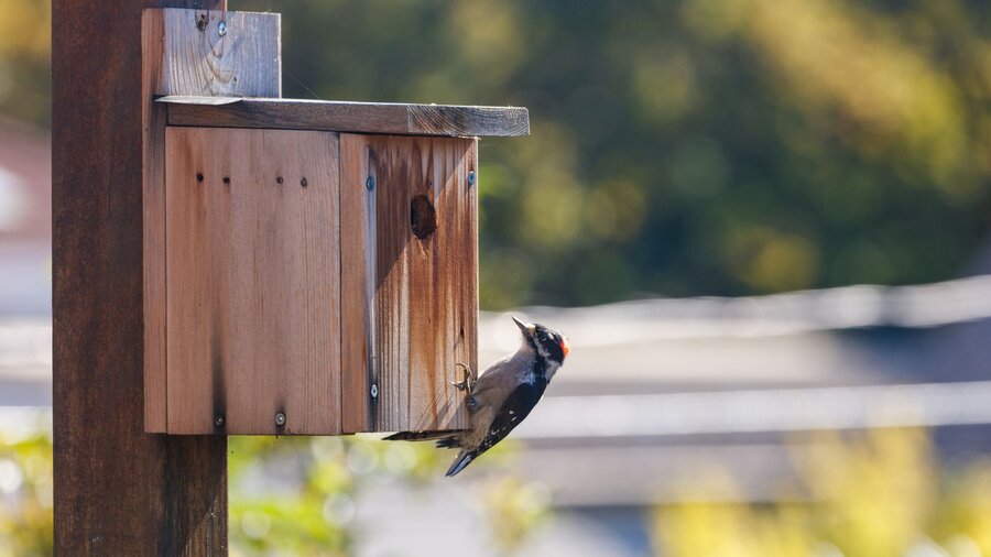A woodpecker on a nesting box.
