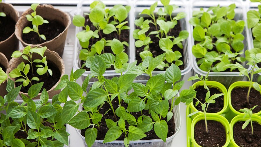 Various seedlings in containers on a counter are getting some sun.