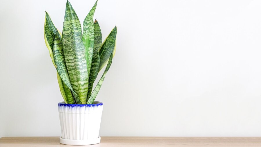 A snake plant in a white pot with a blue rim against a white wall.