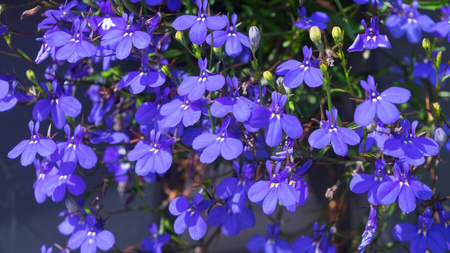 Blue lobelia flowers, a spring annual.