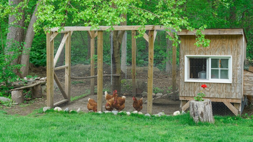 A chicken coop with a medium-sized run and several chickens.