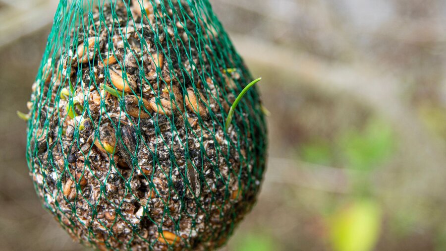 Moldy bird seed infected with aspergillosis.