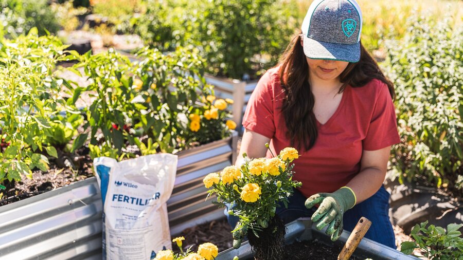 A woman plants new flowers into her raised beds.