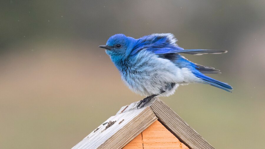 A bluebird sitting on top of a birdhouse in the Pacific Northwest.