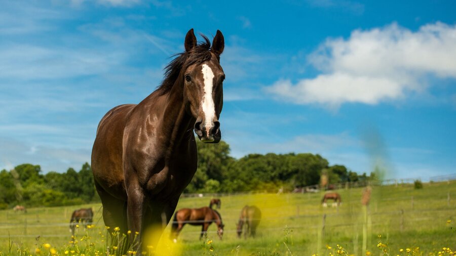 A horse standing in a spring pasture has transitioned to grass.