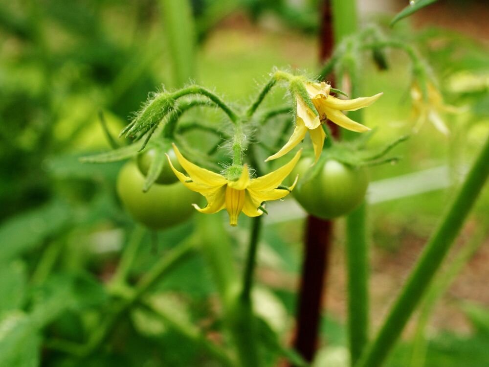 How to Prevent Blossom Drop in Tomatoes, Peppers, & Squash