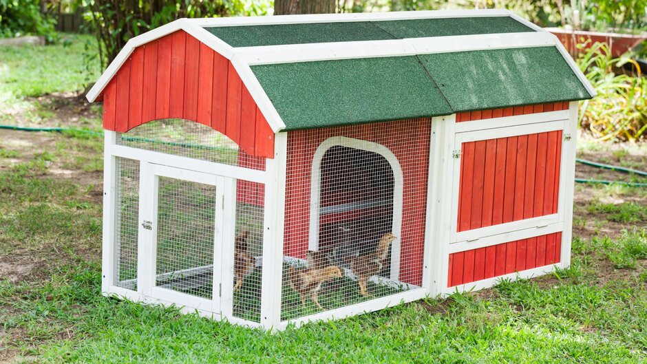 Several chicks in a chicken coop outside.