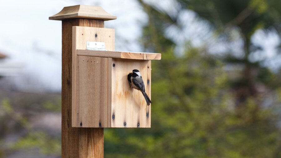 A chickadee outside of a backyard nest box mounted to a pole.