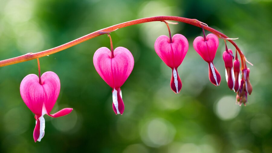 Red and white bleeding heart flowers, a spring perennial.