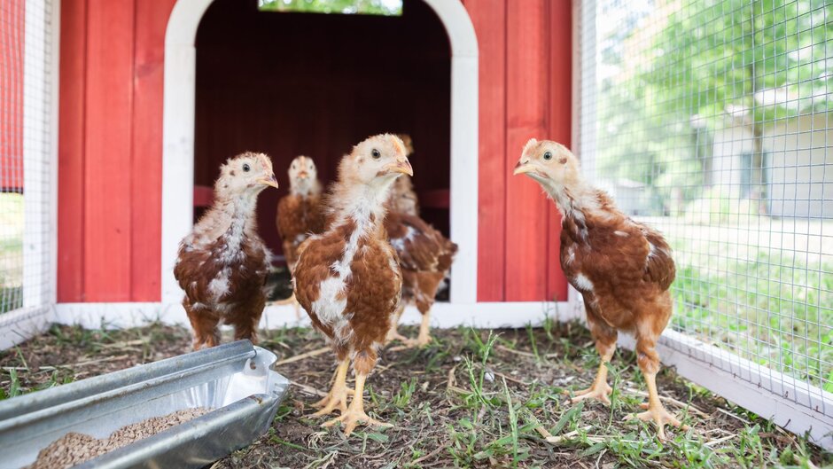 Several chicks walking in a coop.