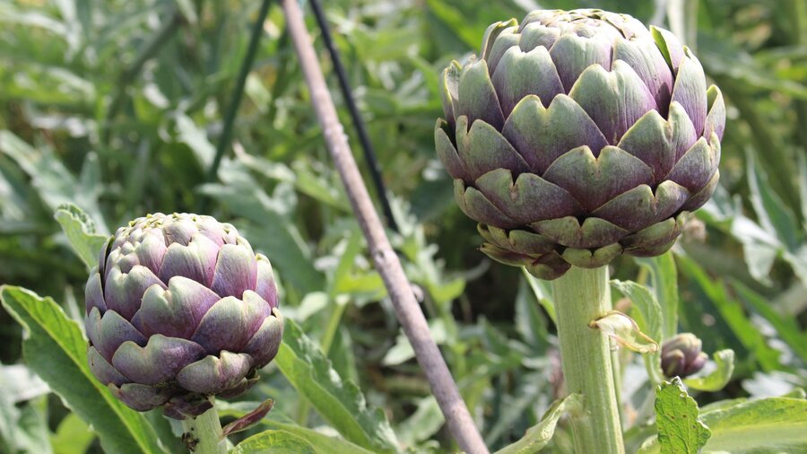 Purple artichoke growing in a spring garden.