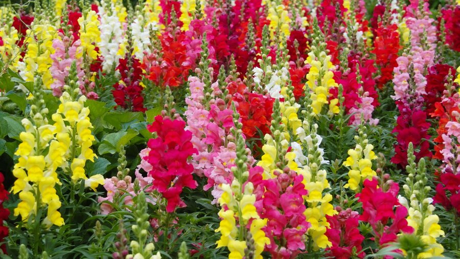 Multicolored snapdragon flowers, a spring annual.