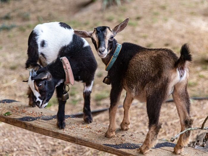 Everything You Need to Know About Nigerian Dwarf Goats