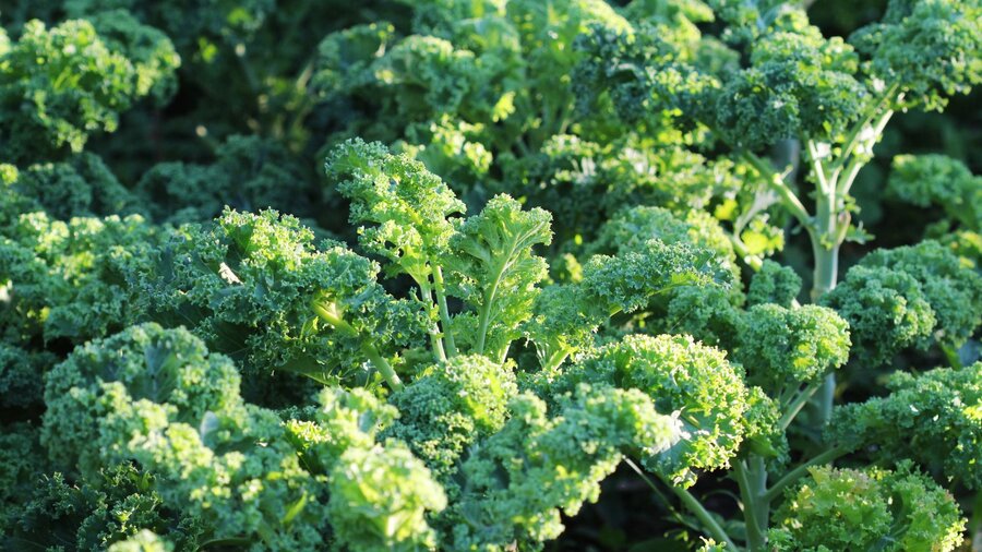 Spring kale growing in a garden.