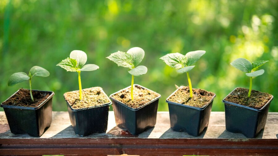 Cucumber seedlings in individual pots are being hardened off in the outdoor sun.