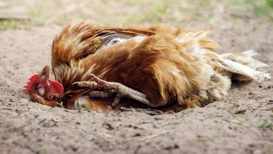 A hen relaxes in a dust bath laying on her back with her eyes closed.
