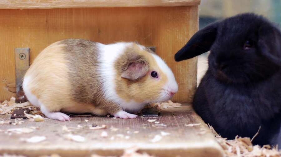 A black rabbit and a guinea pig are together in a hutch.