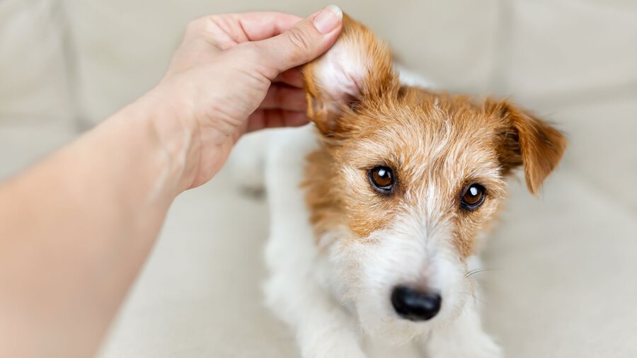 A person looking at a dog's ear checking for an infection.