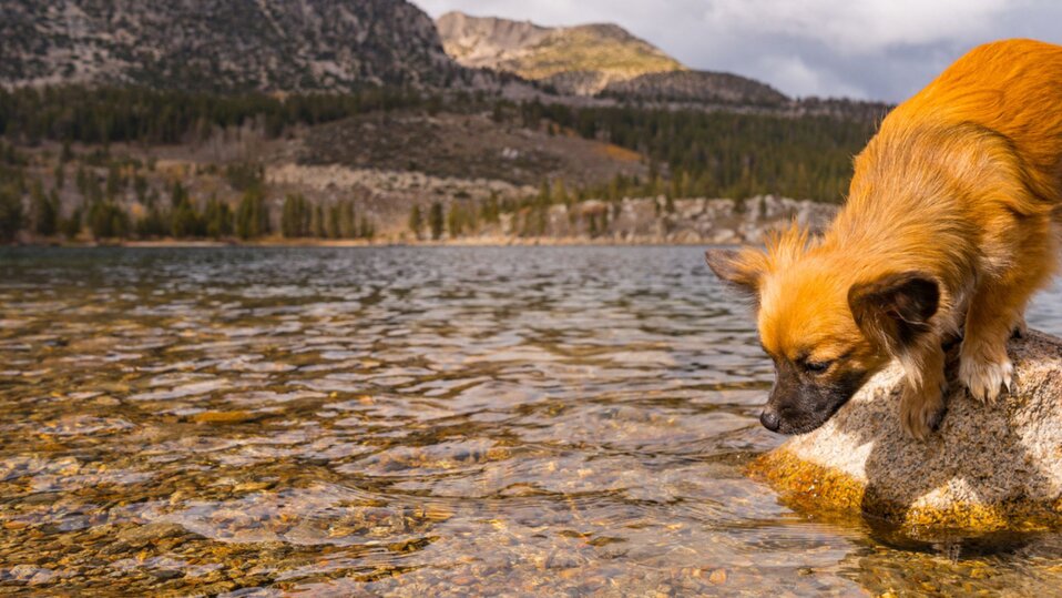 A small dog looking to drink lake water.