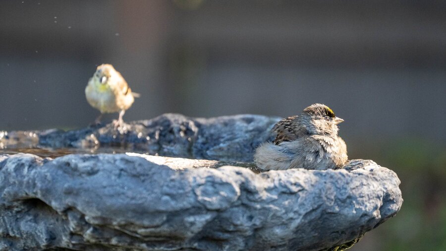 Golden crowned sparrow in a bird bath.