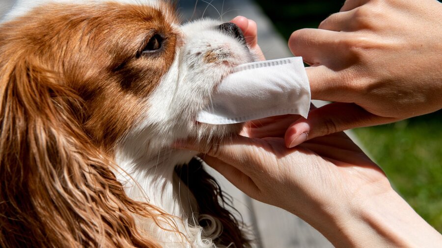 A dog owner cleans her dog's teeth with a tooth wipe.