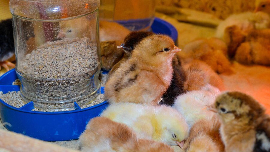 Baby chicks sleeping under an incubator and next to their feeder.