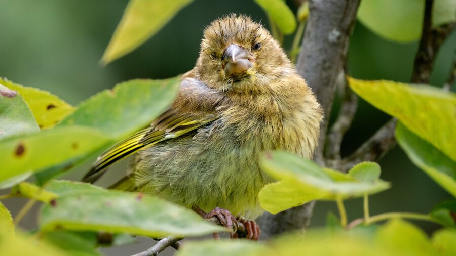 A finch with trichomoniasis.